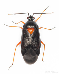 Deraeocoris ventralis