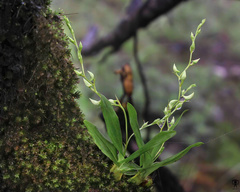 Dendrobium nanum
