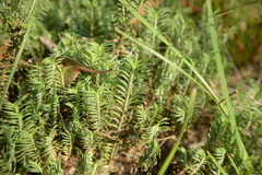 Myriophyllum aquaticum