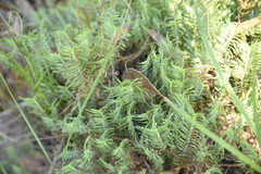 Myriophyllum aquaticum