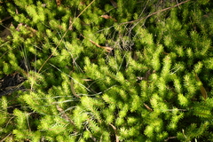 Myriophyllum aquaticum