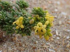 Galium arenarium