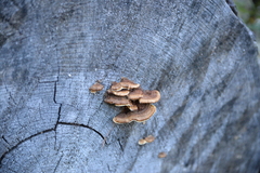 Panellus pusillus