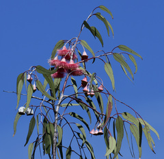 Eucalyptus caesia