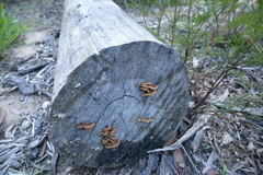 Panellus pusillus