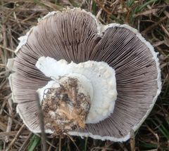 Agaricus crocodilinus