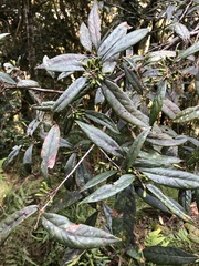 Litsea morrisonensis