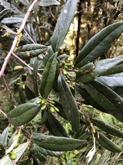 Litsea morrisonensis