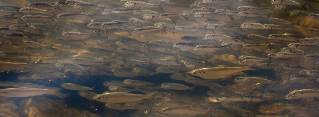 Atlantic Menhaden from Kent, Rhode Island, United States on September ...