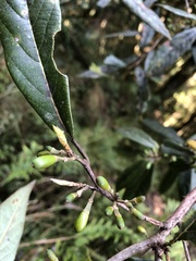 Litsea morrisonensis