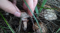 Suillus viscidus