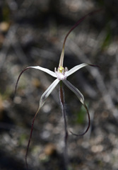 Caladenia varians