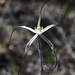 Caladenia vulgata - Photo (c) Chris Clarke,  זכויות יוצרים חלקיות (CC BY-NC), הועלה על ידי Chris Clarke
