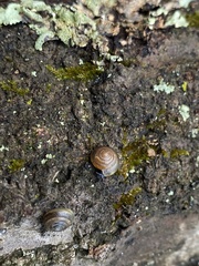 Gastrodontidae