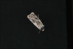 Agrotis radians