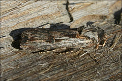 Agrotis radians