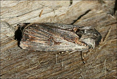 Agrotis radians
