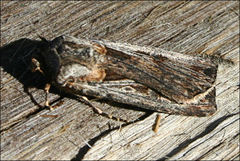 Agrotis radians