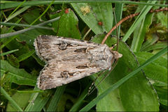 Agrotis radians