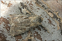 Agrotis radians
