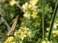 Galium arenarium