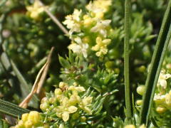 Galium arenarium