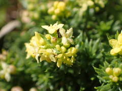 Galium arenarium