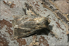 Agrotis radians