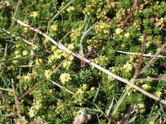Galium arenarium