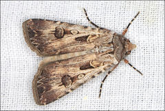 Agrotis radians