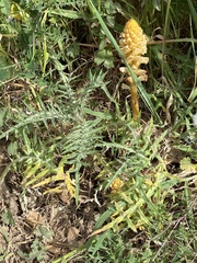 Orobanche canescens