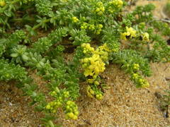 Galium arenarium