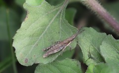 Glyphoclonus miripennis