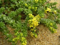 Galium arenarium