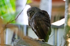 Tyto tenebricosa