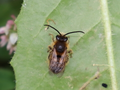 Eucera