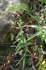 Epipactis veratrifolia