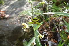 Epipactis veratrifolia