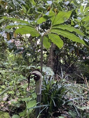 Arisaema thunbergii urashima