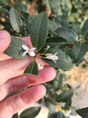 Osmanthus × burkwoodii