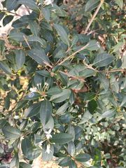 Osmanthus × burkwoodii