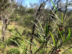 Dodonaea stenophylla