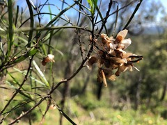 Dodonaea stenophylla