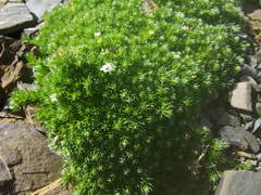 Galium pyrenaicum