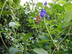 Pelopidas mathias mathias