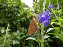 Pelopidas mathias mathias