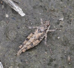 Chrotogonus hemipterus