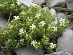 Galium pusillum