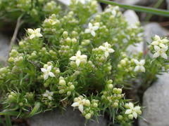 Galium pusillum