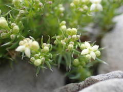 Galium pusillum